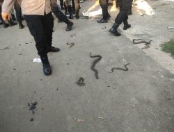 Tak Ditemui Bupati Indramayu, Massa Ajak Ular Berdemo!