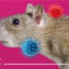 Cara Ampuh Mengusir Tikus, Upaya Serius Jaga Rumah dan Keluarga dari Ancaman Hantavirus
