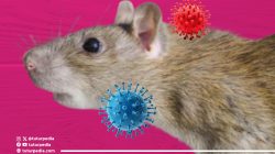 Cara Ampuh Mengusir Tikus, Upaya Serius Jaga Rumah dan Keluarga dari Ancaman Hantavirus 4 TUTURPEDIA - Cara Ampuh Mengusir Tikus, Upaya Serius Jaga Rumah dan Keluarga dari Ancaman Hantavirus