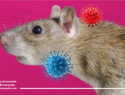 Cara Ampuh Mengusir Tikus, Upaya Serius Jaga Rumah dan Keluarga dari Ancaman Hantavirus