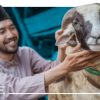 Stok Hewan Kurban Idul Adha 2026 Dipastikan Aman, Kementan Catat Surplus Hampir 900 Ribu Ekor