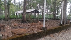 Belajar Sembari Bermain: Mengenalkan Satwa Sejak Dini di Penangkaran Rusa Tlogotuwung Blora 7 TUTURPEDIA - Belajar Sembari Bermain: Mengenalkan Satwa Sejak Dini di Penangkaran Rusa Tlogotuwung Blora
