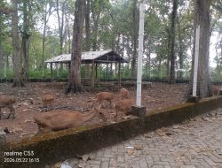 Belajar Sembari Bermain: Mengenalkan Satwa Sejak Dini di Penangkaran Rusa Tlogotuwung Blora