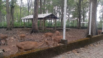 Belajar Sembari Bermain: Mengenalkan Satwa Sejak Dini di Penangkaran Rusa Tlogotuwung Blora