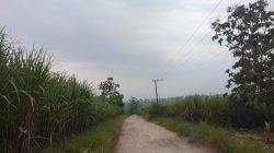 Potensi Wisata Penangkaran Rusa Terganjal Akses! Warga dan Wisatawan Desak Pemkab Blora Segera Tuntaskan Kerusakan Jalan Tlogotuwung 6 TUTURPEDIA - Potensi Wisata Penangkaran Rusa Terganjal Akses! Warga dan Wisatawan Desak Pemkab Blora Segera Tuntaskan Kerusakan Jalan Tlogotuwung