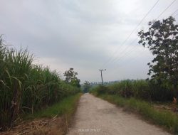Potensi Wisata Penangkaran Rusa Terganjal Akses! Warga dan Wisatawan Desak Pemkab Blora Segera Tuntaskan Kerusakan Jalan Tlogotuwung