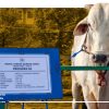 1.098 Sapi Kurban Presiden Disalurkan ke Seluruh Indonesia, Pemerintah Klaim Bantu Peternak hingga Daerah Minim Hewan Kurban