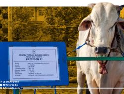 1.098 Sapi Kurban Presiden Disalurkan ke Seluruh Indonesia, Pemerintah Klaim Bantu Peternak hingga Daerah Minim Hewan Kurban