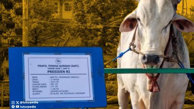 1.098 Sapi Kurban Presiden Disalurkan ke Seluruh Indonesia, Pemerintah Klaim Bantu Peternak hingga Daerah Minim Hewan Kurban 13 TUTURPEDIA - 1.098 Sapi Kurban Presiden Disalurkan ke Seluruh Indonesia, Pemerintah Klaim Bantu Peternak hingga Daerah Minim Hewan Kurban