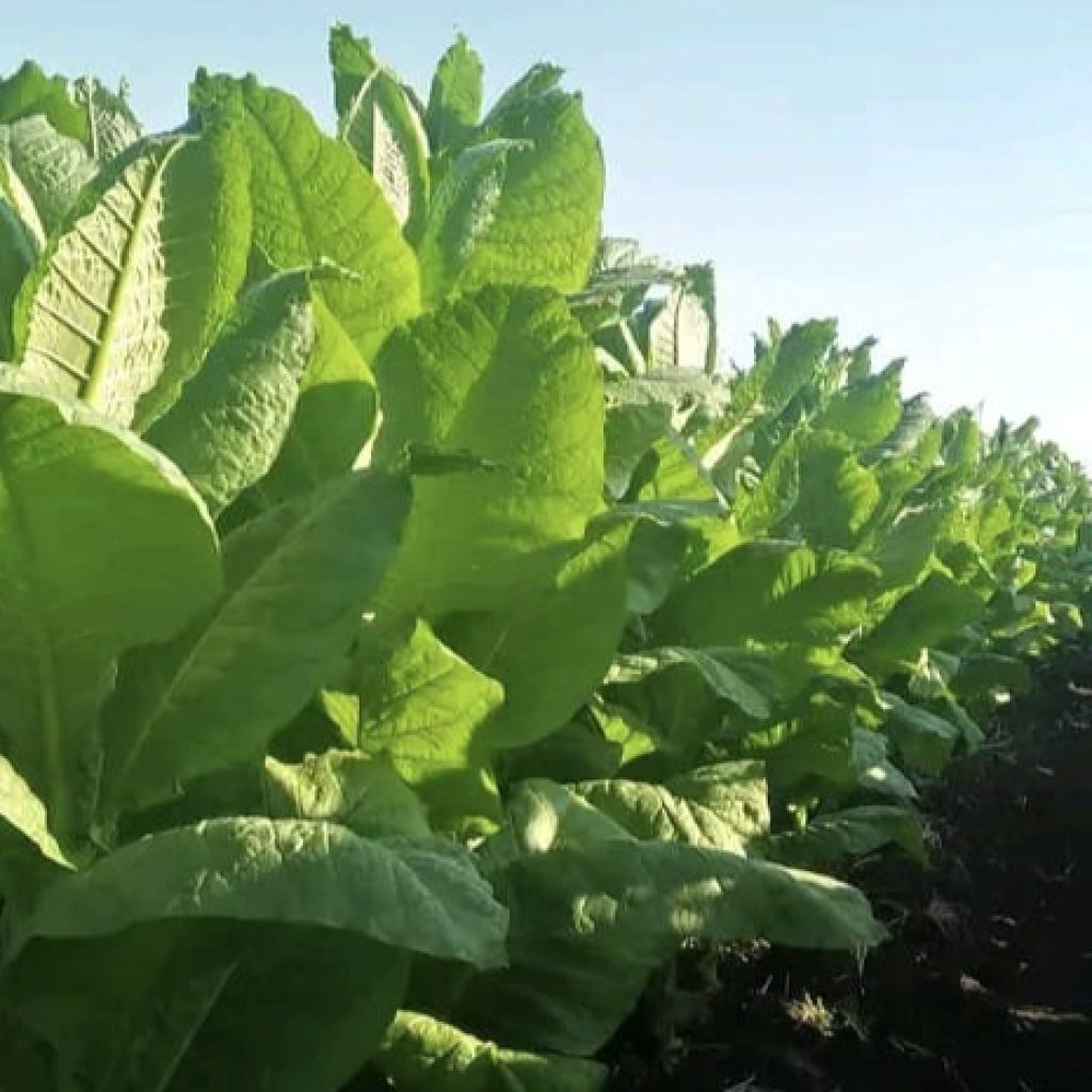 BLT DBHCHT Di wilayah Blora Selatan, Diduga Tak Tepat Sasaran dan ada Pemotongan
