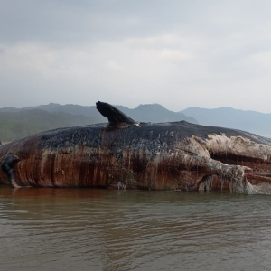 Ikan Paus Terdampar di Sumba Timur, KKP Beri Respons Cepat