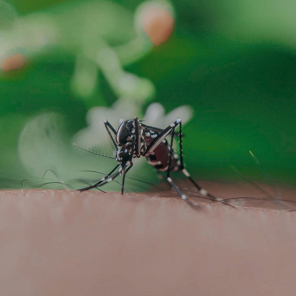 TUTURPEDIA - Lonjakan Kasus DBD di Indonesia Capai 35.000 Pasien dalam 3 Bulan Terakhir, Pemerintah Minta Masyarakat Waspada