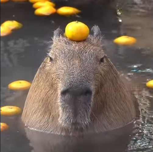 3 fakta unik kapibara/Ilustrasi. Foto: i.pinimg.