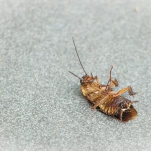 Terlihat Tak Ada Gunanya, Ternyata Ini Alasan Kecoak Hidup di Dunia!