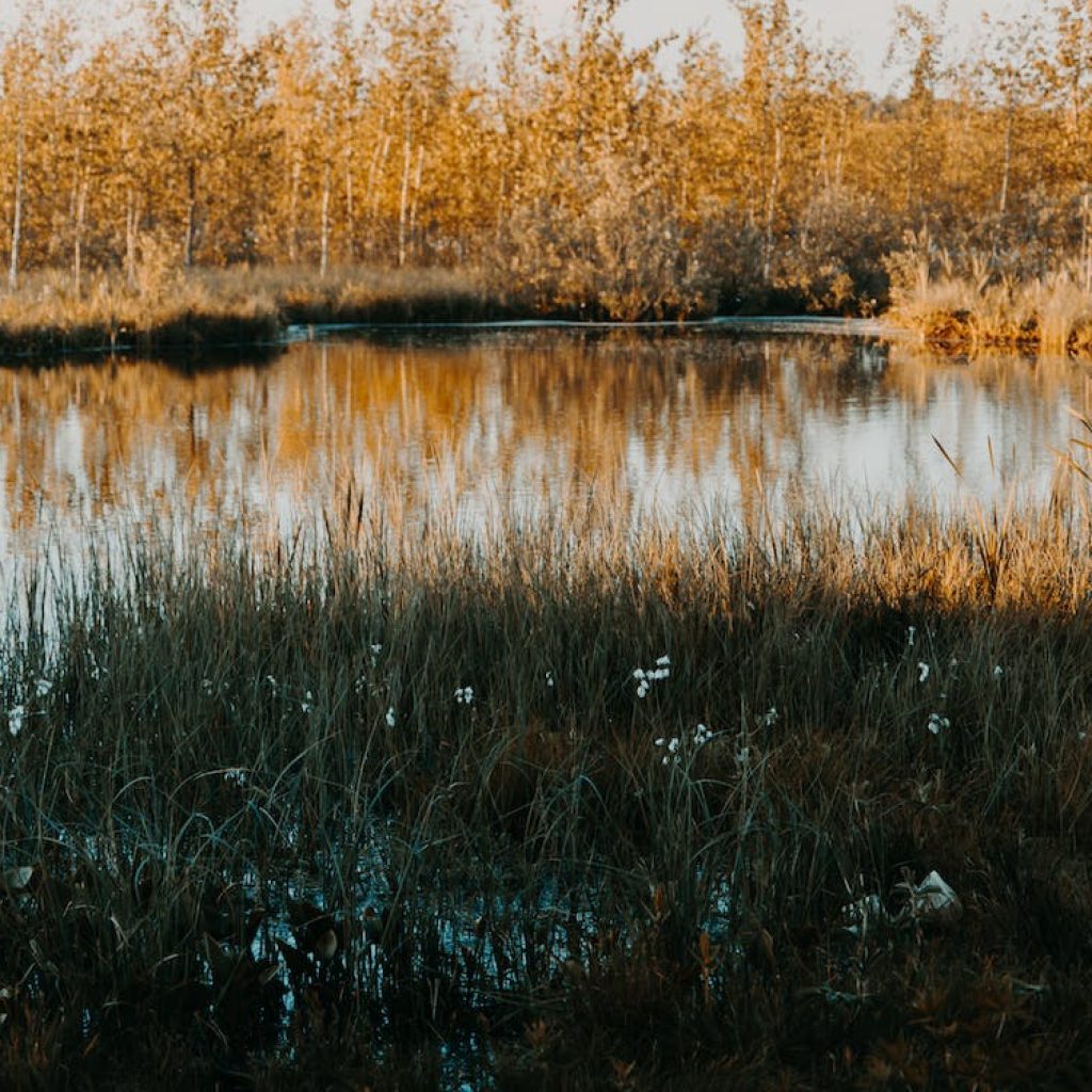 Kementan siapkan pengembangan lahan rawa demi tingkatkan produksi pangan. Foto: Pexels.com/Irina Iriser