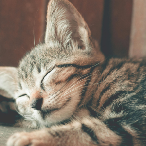 Viral! Bapak Kos di Semarang Konsumsi Puluhan Kucing untuk Obati Diabetes 