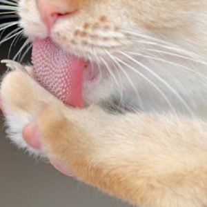 Mengapa Lidah Kucing Bertekstur Kasar? Berikut Penjelasanya!