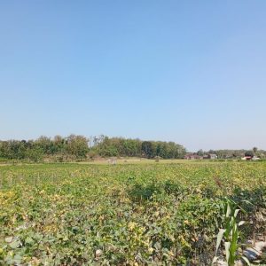 Petani di Wilayah Waduk Tempuran Blora Waswas terhadap Pengeboran Minyak Ilegal di Plantungan 