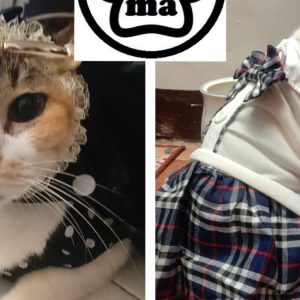 Ingin Layanan Terbaik bagi Anabul? Machan Pet Corner Siapkan Layanan Berkualitas 