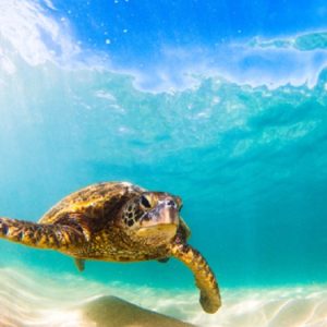 Mengapa Penyu Terancam Punah dan Bagaimana Cara Menyelamatkannya?