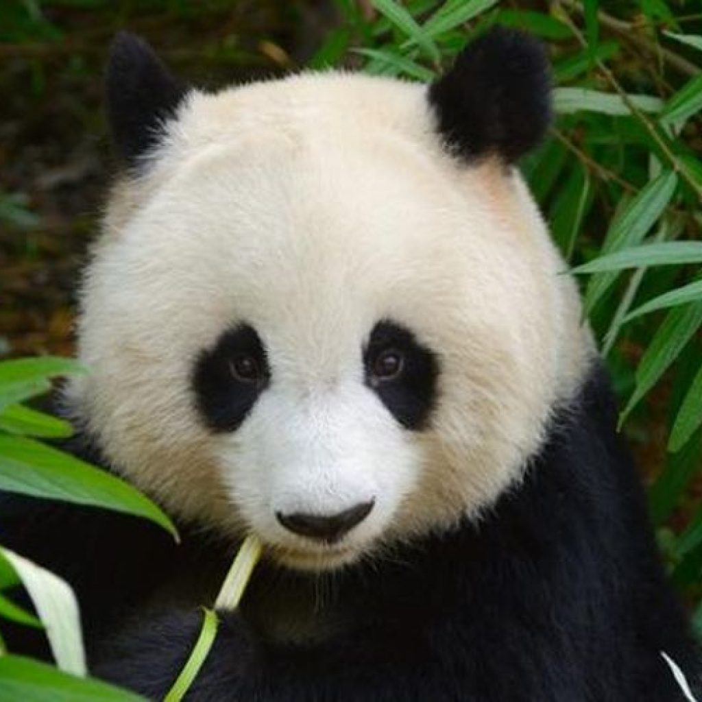 (Ilustrasi panda. Foto: Shutterstock)