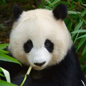 Jahili Panda, Pria di China Dilarang Mengunjungi Suaka Panda Seumur Hidup