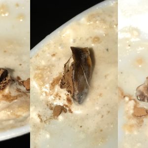 Pelanggan Temukan Kecoa di Kopinya: Makasih Buat Tiramisu Rasa Kecoanya!