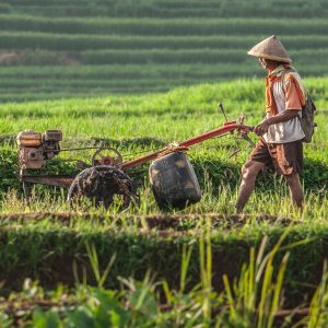 Mudahkan Petani, Kini Tebus Pupuk Subsidi Dapat Menggunakan KTP
