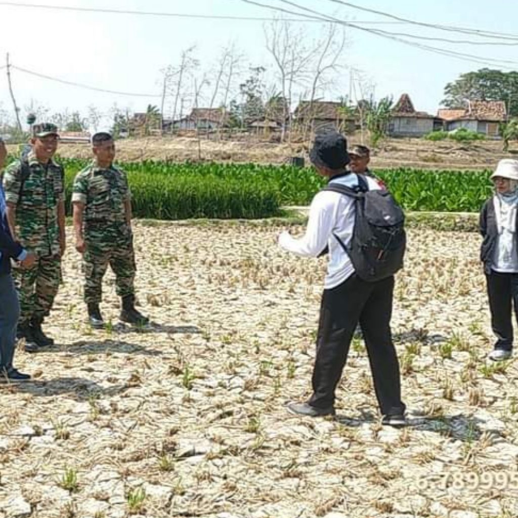 Petani di Kabupaten Rembang Ajukan Klaim Asuransi akibat Gagal Panen