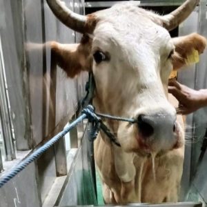 Rumah Potong Hewan Ruminansia Modern Blora Beroperasi, Layani Penyembelihan 7 Ekor Sapi per Hari