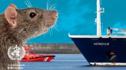 TUTURPEDIA - Waspada Hantavirus: Ancaman Senyap dari Tikus yang Bisa Berujung Fatal, Ini Cara Penularan dan Langkah Pencegahannya