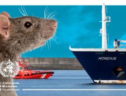 Waspada Hantavirus: Ancaman Senyap dari Tikus yang Bisa Berujung Fatal, Ini Cara Penularan dan Langkah Pencegahannya