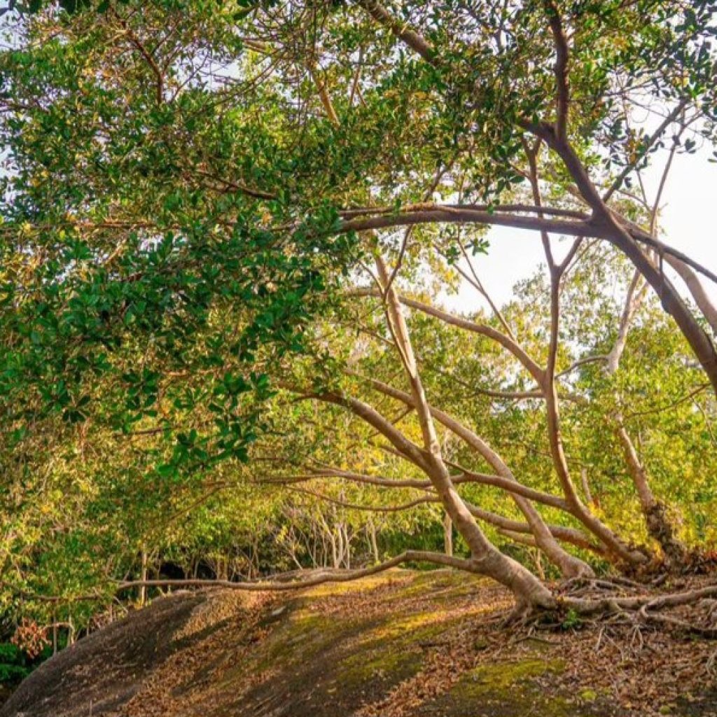 Bukit Peramun raih rekor MURI sebagai Hutan Digital Pertama di Indonesia. Foto: Instagram.com/fairfieldbelitung