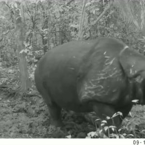Satu Anakan Badak Jawa Terekam di TNUK, Jadi Bukti Adanya Keberhasilan Konservasi