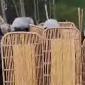 Fakta Lengkap Mahasiswi IPB Dikeroyok Sekuriti PT TPL, Jaket Almamater Hangus Terbakar