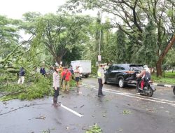 Hujan Deras Setengah Jam di Salatiga: Belasan Pohon Tumbang, Rumah Warga Rusak