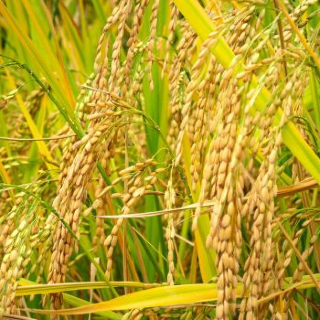 Stok pangan di Kalimantan Timur cenderung aman. Foto: Pexels.com/Quang Nguyen Vinh
