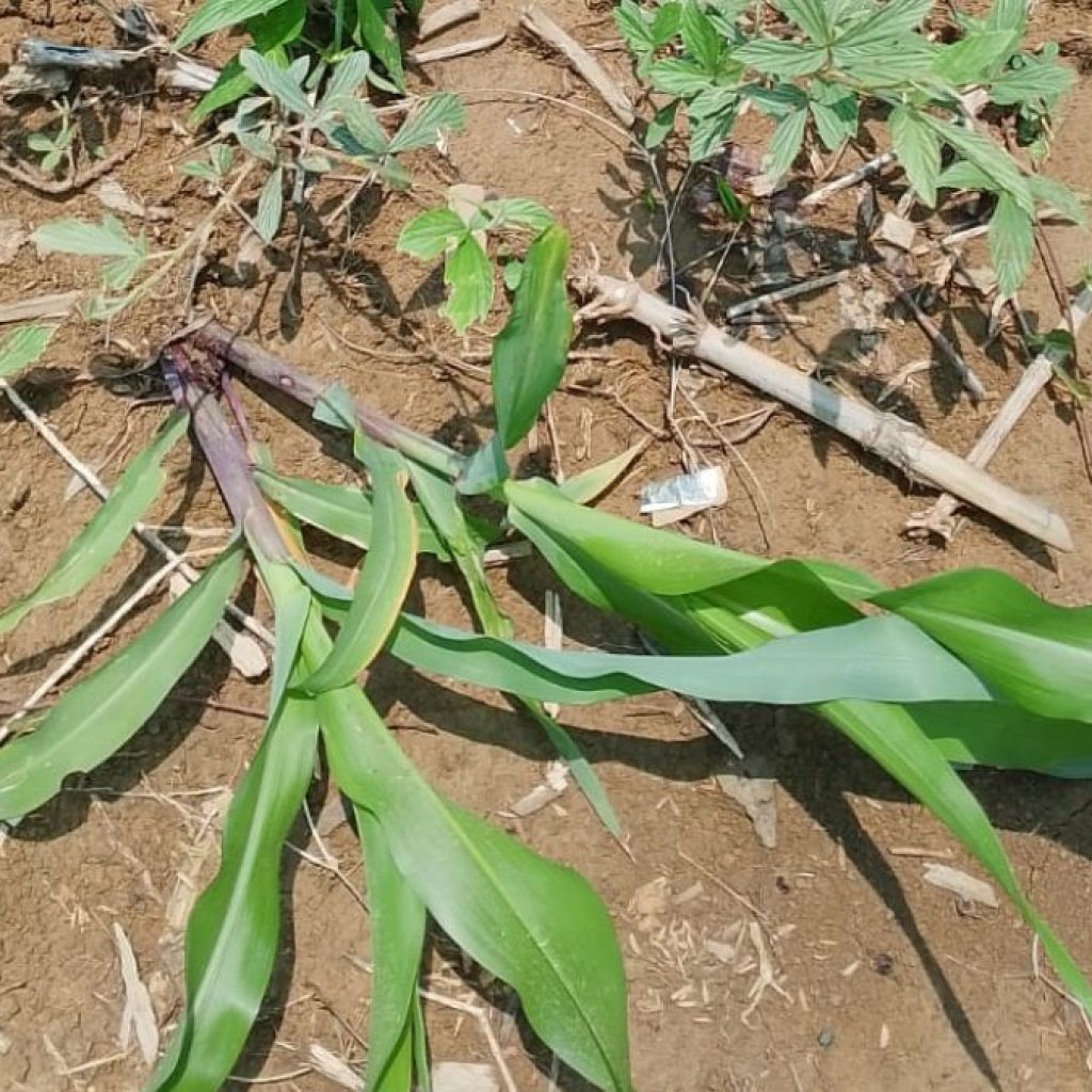 Oknum Perhutani Dilaporkan Petani ke Polisi, Diduga Merusak Tanaman hingga Bikin Rugi Puluhan Juta