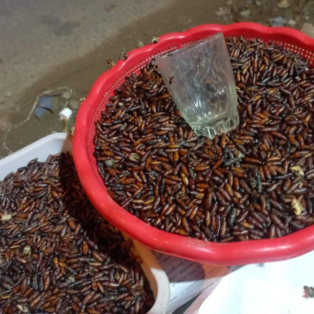 Ungker jadi salah satu kuliner ekstrem khas Blora. Foto: Istimewa