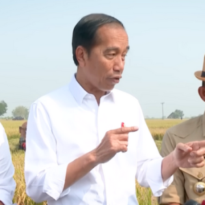 Di Tengah Ancaman Iklim El Nino, Jokowi Pastikan Panen Padi Tetap Maksimal