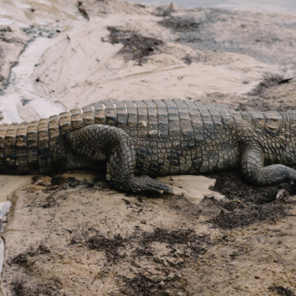 7 Fakta Buaya yang Belum Banyak Diketahui Orang, Salah Satunya Makan Tanpa Mengunyah!