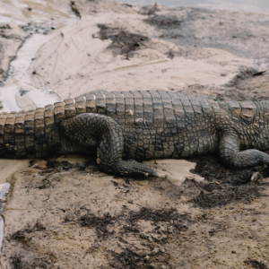 7 Fakta Buaya yang Belum Banyak Diketahui Orang, Salah Satunya Makan Tanpa Mengunyah!