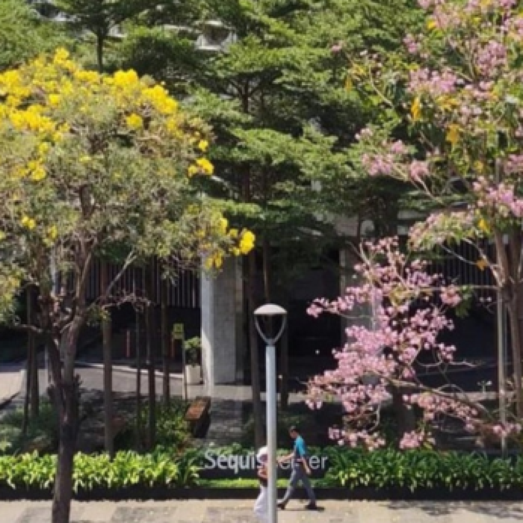 Bunga tabebuya di kawasan Sudirman membuat Jakarta terasa seperti di Jepang. FOTO: Instagram.com/jktinfo