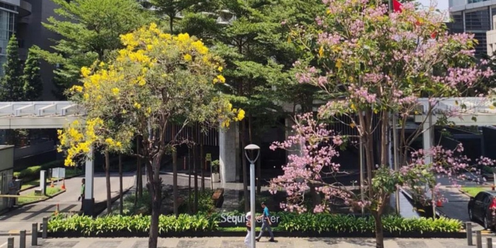 Bunga tabebuya di kawasan Sudirman membuat Jakarta terasa seperti di Jepang. FOTO: Instagram.com/jktinfo