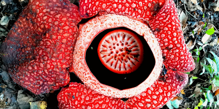 Bunga Rafflesia terancam punah. FOTO: Pexels.com/Tze Ken