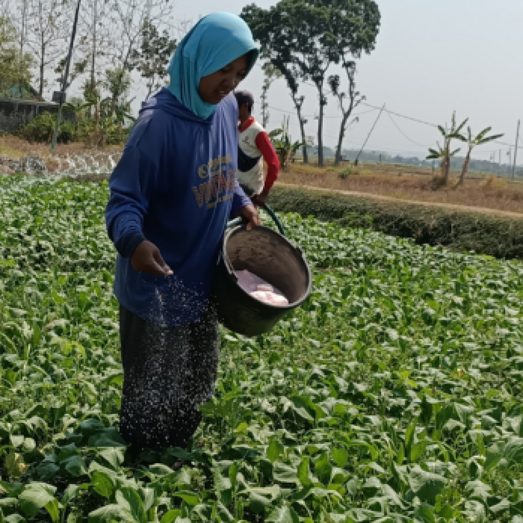 Petani padi di Blora beralih ke tanam sawi. Foto: Dok. CR