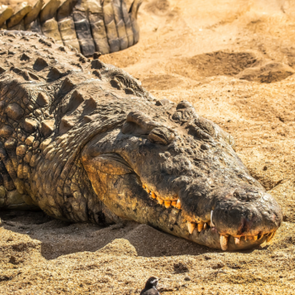 Peneliti di Australia meneliti bahasa buaya. FOTO: Pexels.com/Frans Van Heerden