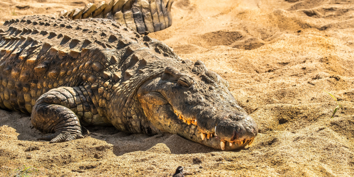 Peneliti di Australia meneliti bahasa buaya. FOTO: Pexels.com/Frans Van Heerden