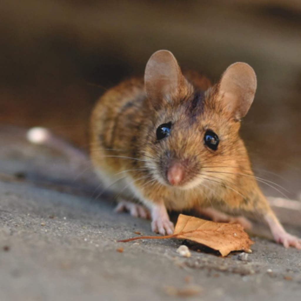 Cara mudah usir tikus dari rumah hanya menggunakan bahan dapur. Foto: Pixabay.com/Ralphs_Fotos