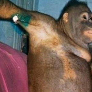 Sempat Viral, Pony Si Orang Utan yang Dijadikan PSK, Begini Nasibnya Sekarang
